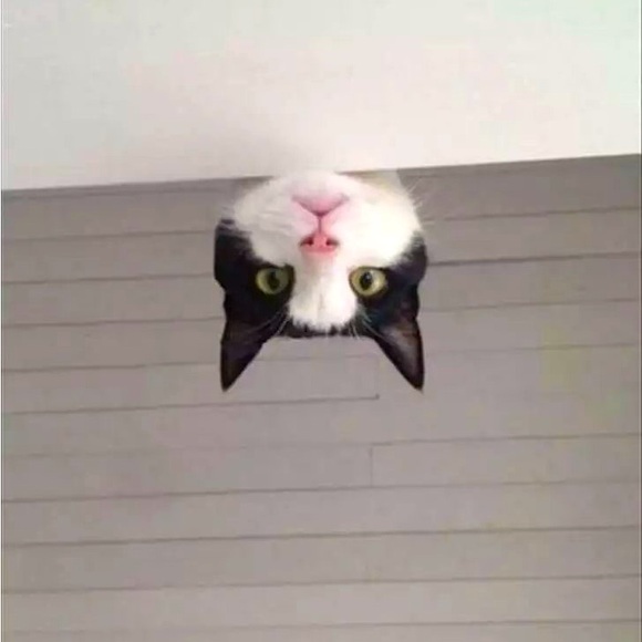 Meet your Posher, Paulina - Picture 1 of 1